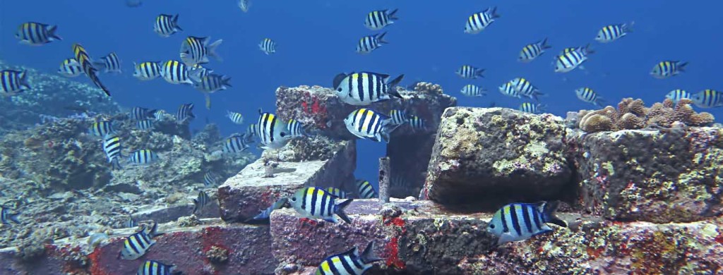 Some fish come out to greet you - Global Fashion Street