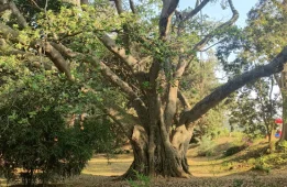 Discover Shinrin-Yoku – Forest Bathing: Nature’s Therapy for Urban Stress